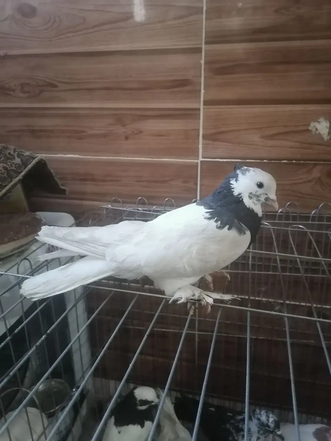 چهار عدد کبوتر|پرنده|شیراز, سعدیه شمالی|دیوار