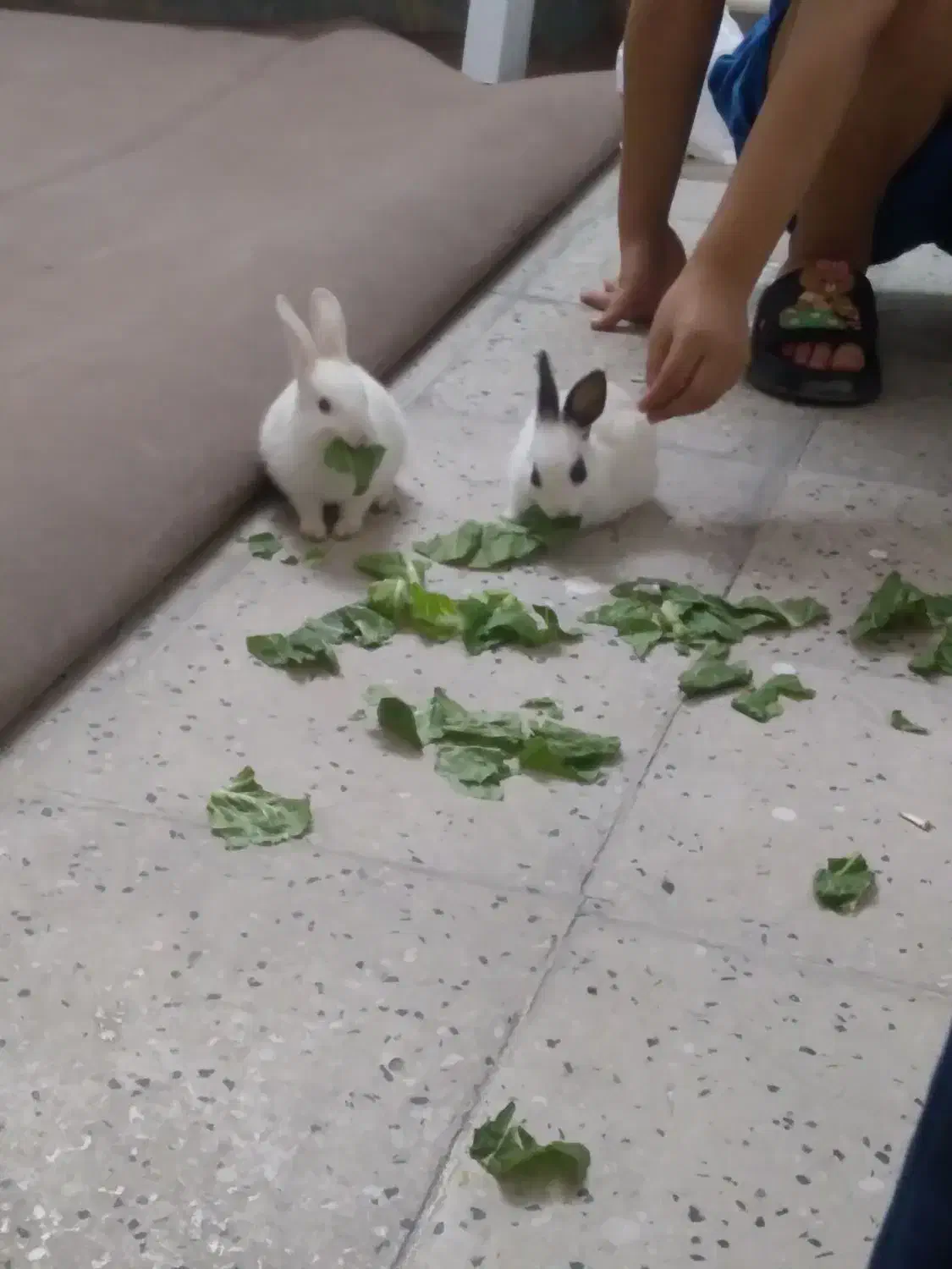 خرگوش بازیگوش|موش و خرگوش|ساوه, |دیوار