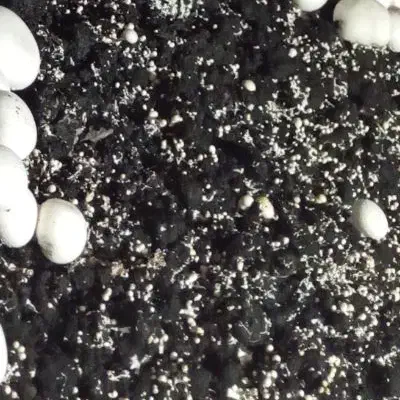 فروش کمپوست قارچ|گل و گیاه طبیعی|نیریز, |دیوار