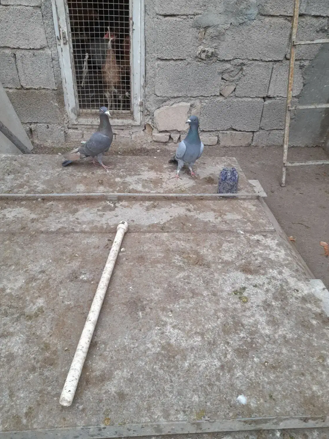 کبوتر|پرنده|میانه, |دیوار