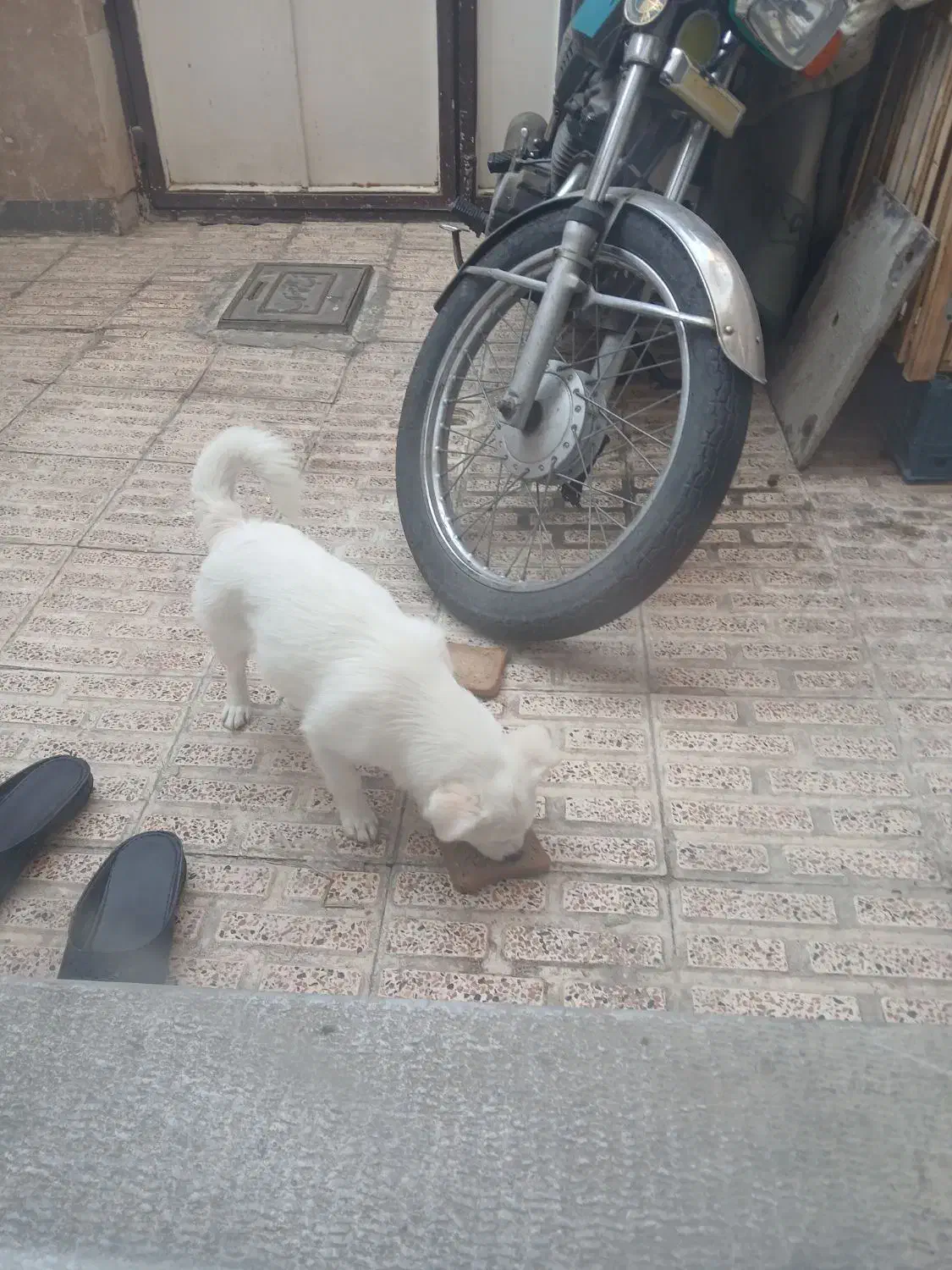 سگ شپنتز|سگ|تبریز, |دیوار