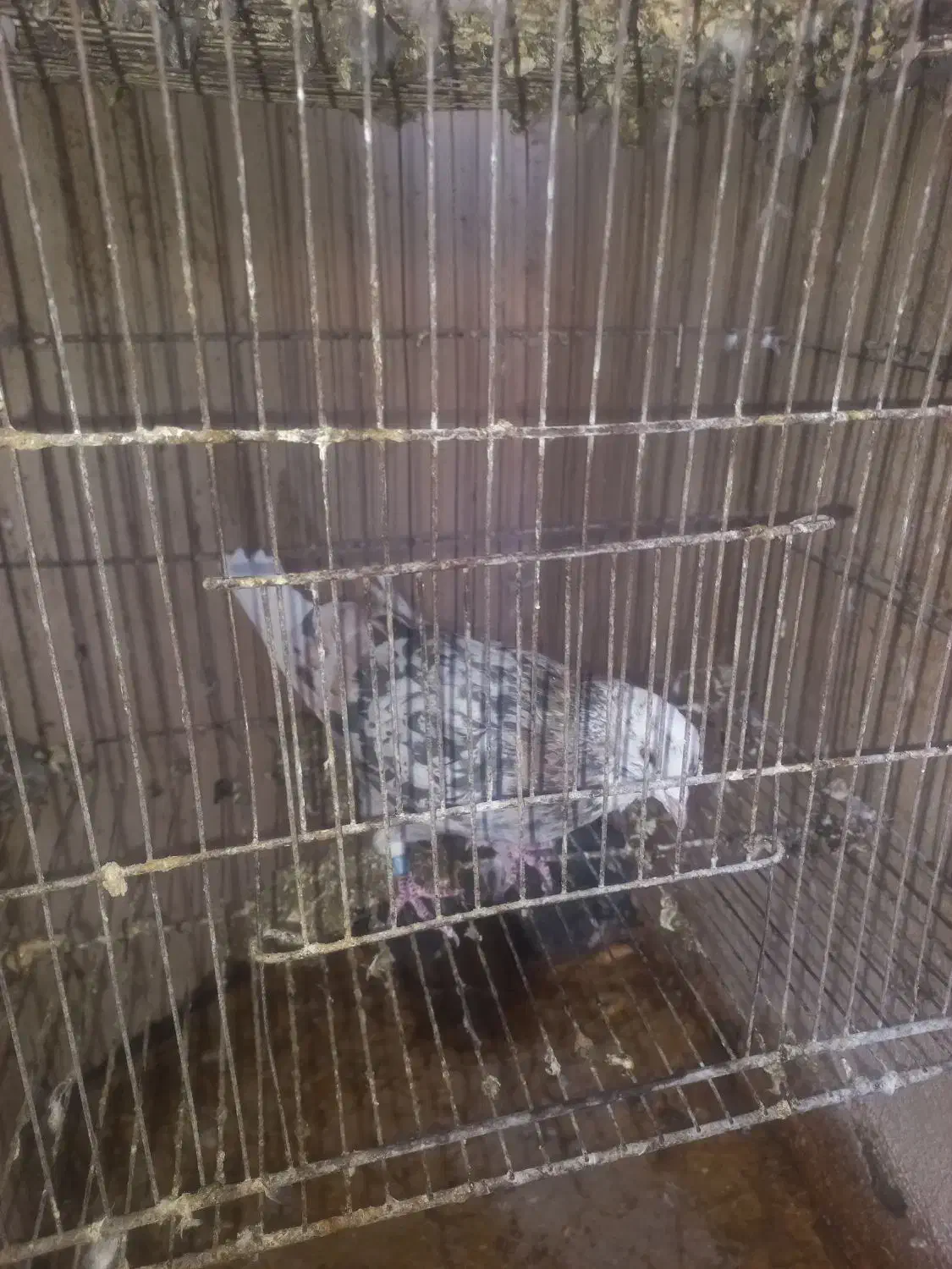 کبوترپرشی|پرنده|قم, شهرک امام حسین|دیوار