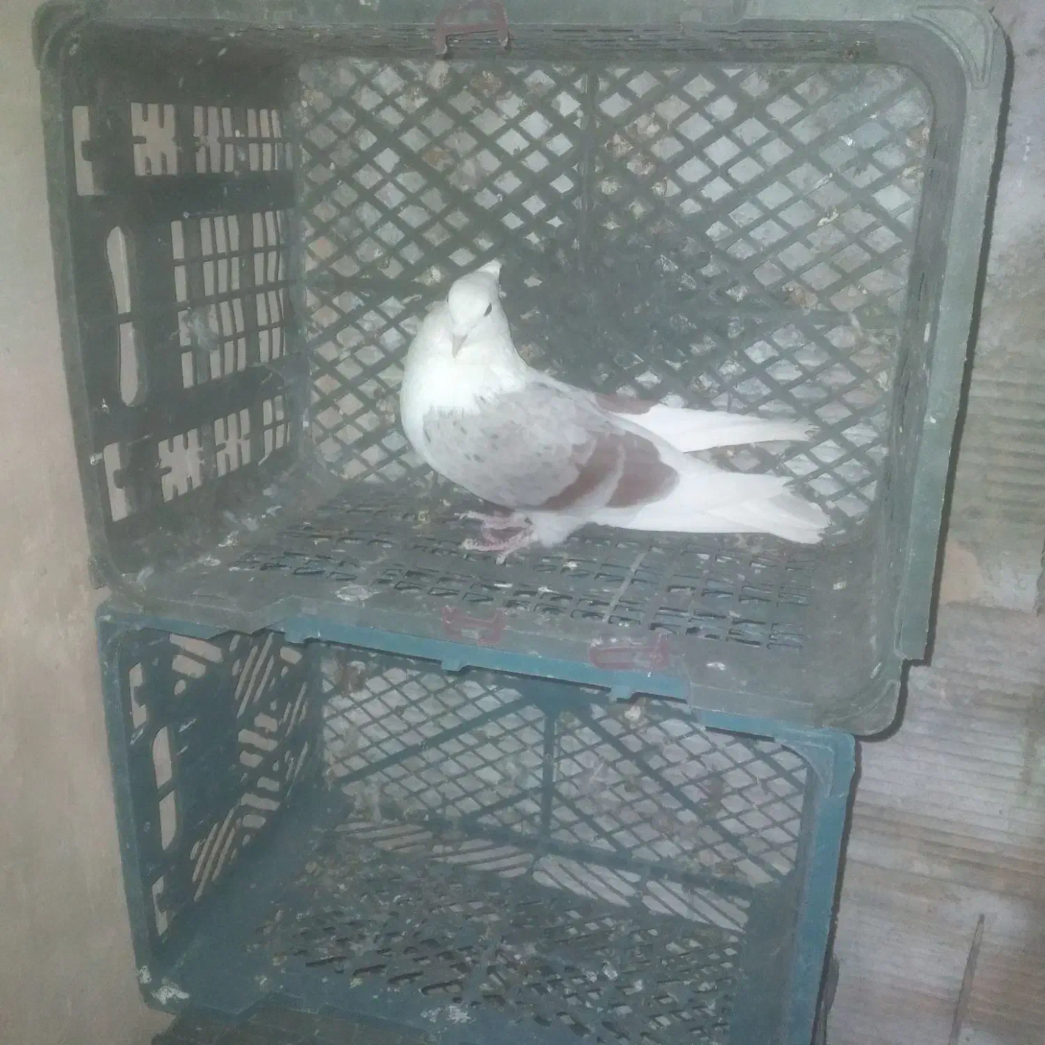 کفتر پرشی|پرنده|خمینی‌شهر, |دیوار