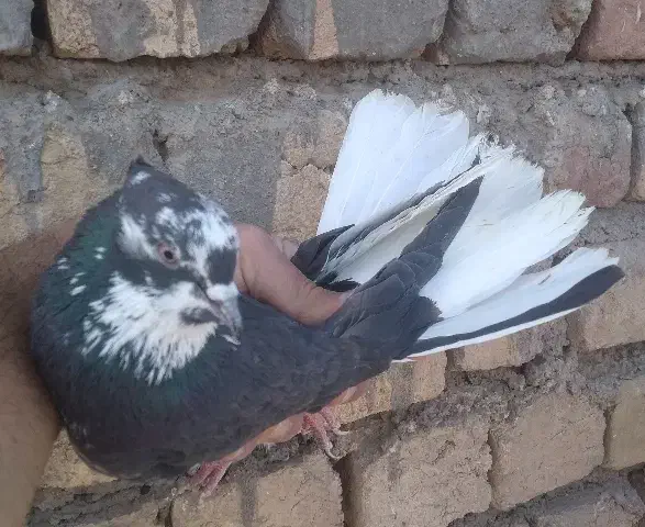 کفتر تیرماهی|پرنده|قم, باغ شازده|دیوار