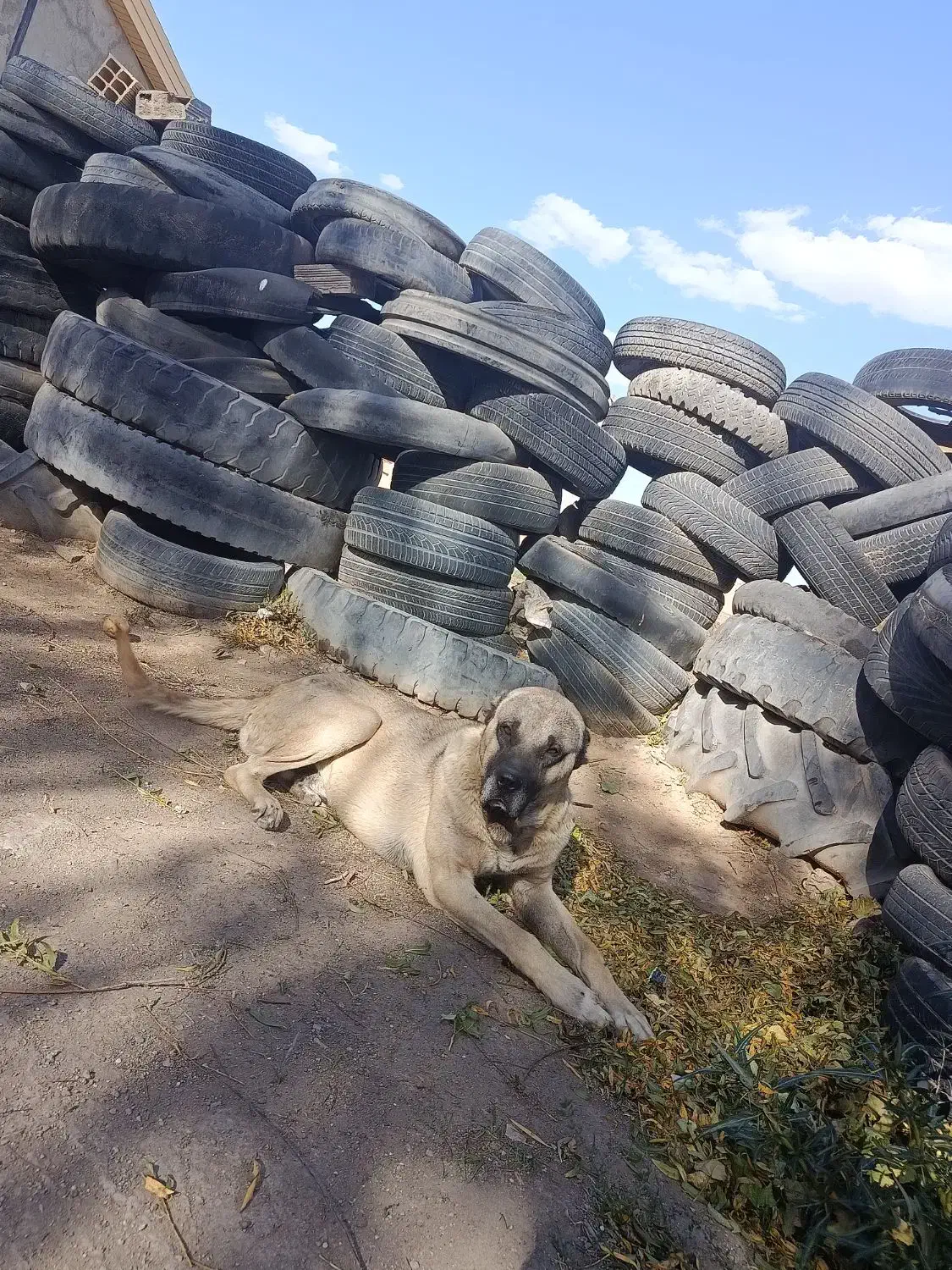 سرابی اصل گله|سگ|اردبیل, |دیوار