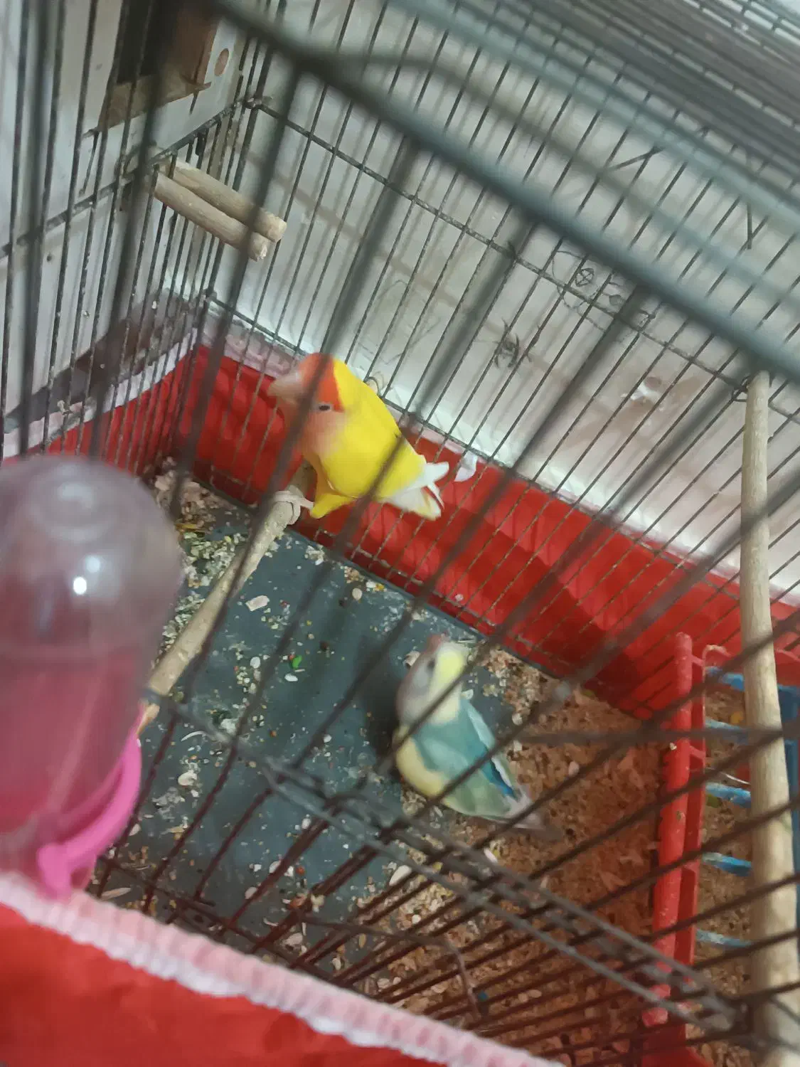 طوطی برزیلی|پرنده|بروجرد, |دیوار