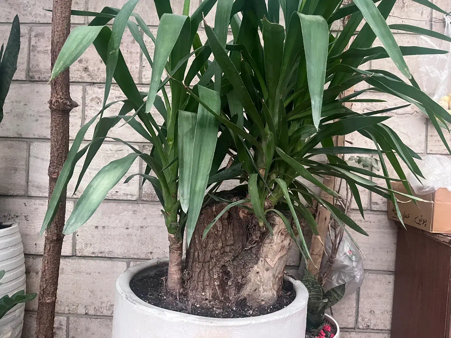 یوکا بزرگ تنه دار سانسوریا|گل و گیاه طبیعی|تهران, ائمه اطهار|دیوار