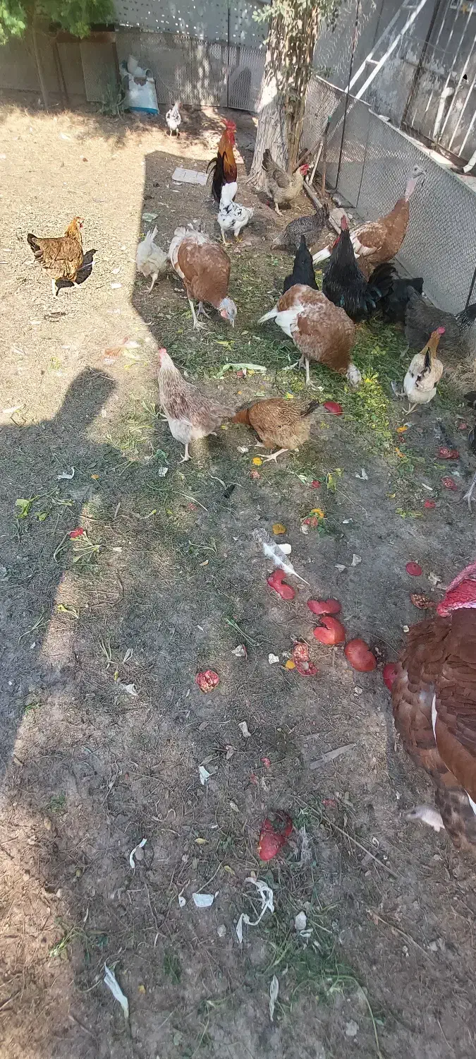 مرغ خروس|حیوانات مزرعه|امیدیه, |دیوار