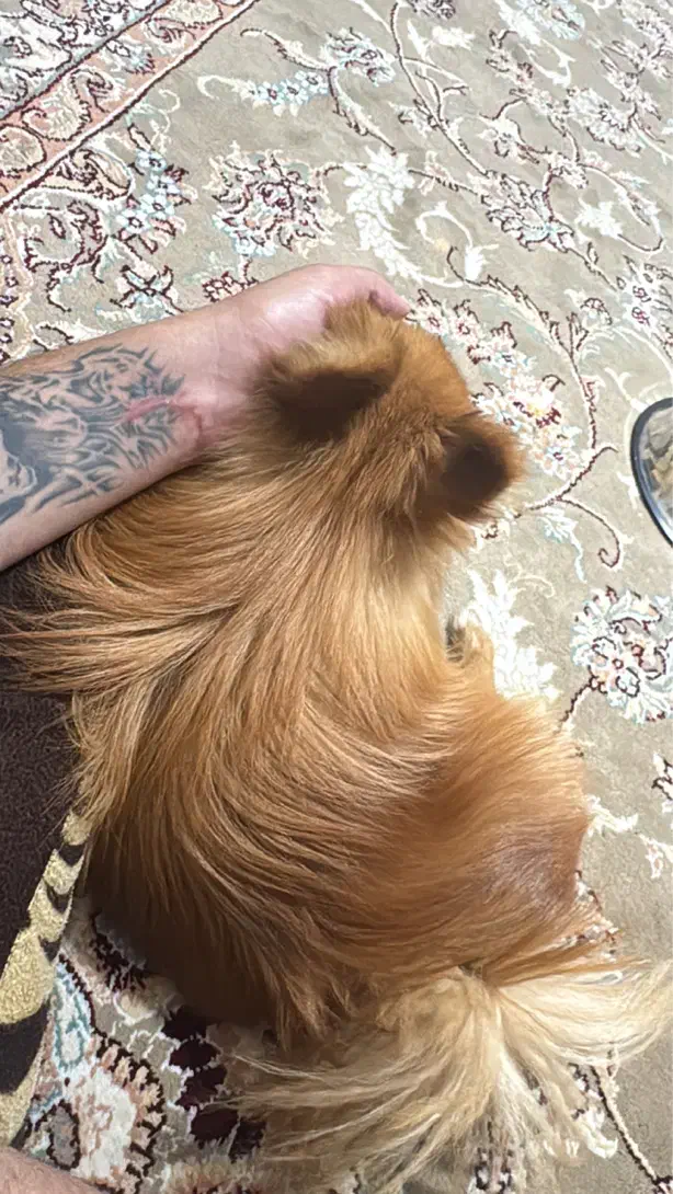 پامر روباهی اصیل|سگ|تهران, جیحون|دیوار