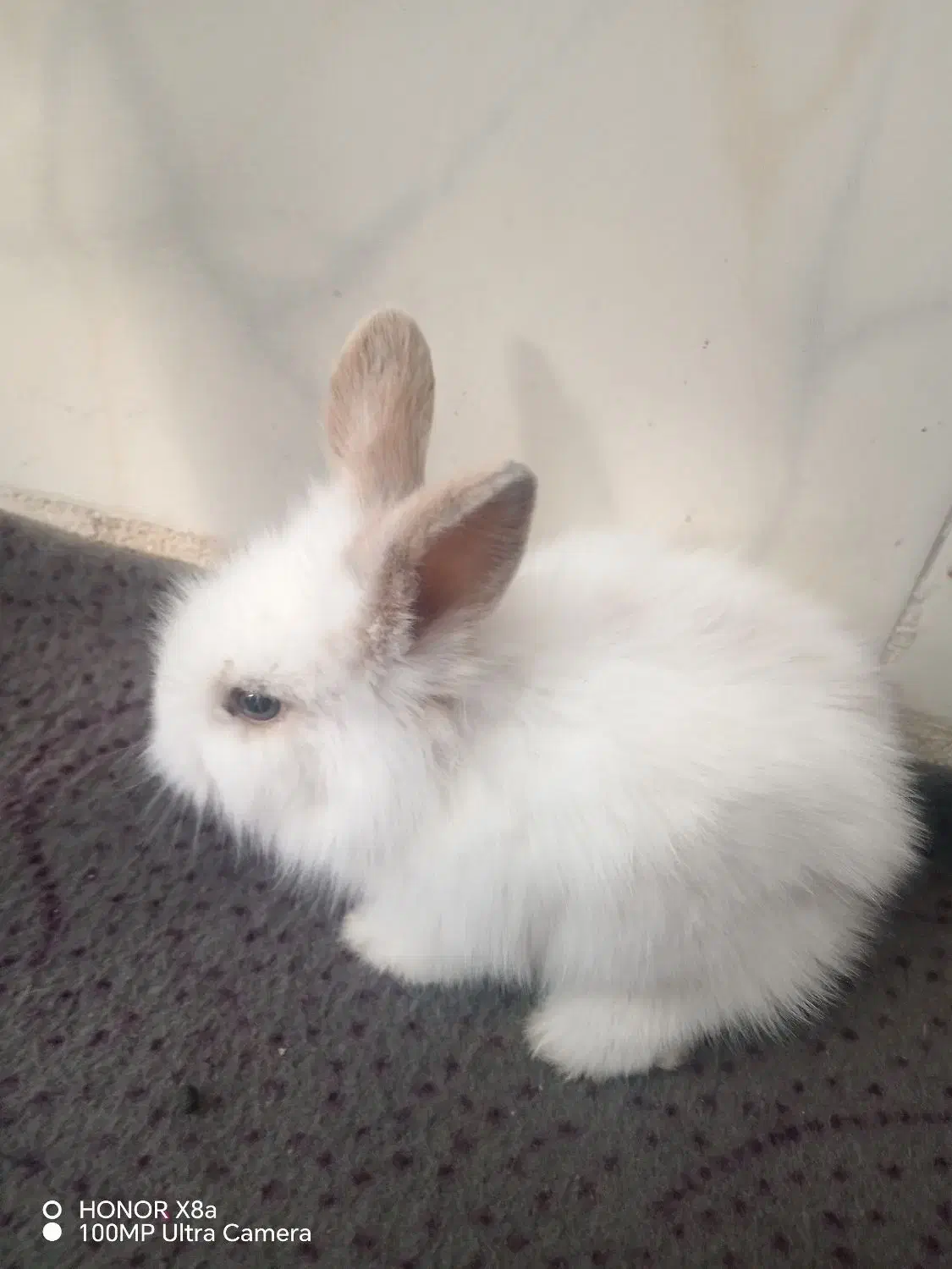 بچه خرگوش لوپ ملوس|موش و خرگوش|سبزوار, قدس|دیوار