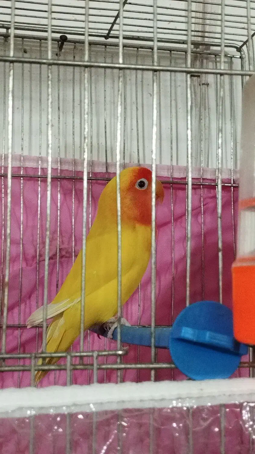 فروش جفت مولد کوتوله زرد آماده تخمگذاری|پرنده|فردوس (خراسان), |دیوار