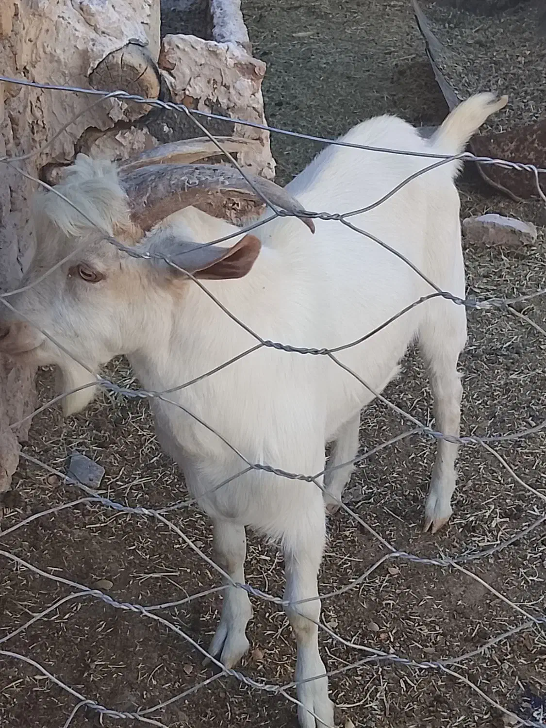 بزغاله نر ۶ماهه سانن|حیوانات مزرعه|باخزر, |دیوار