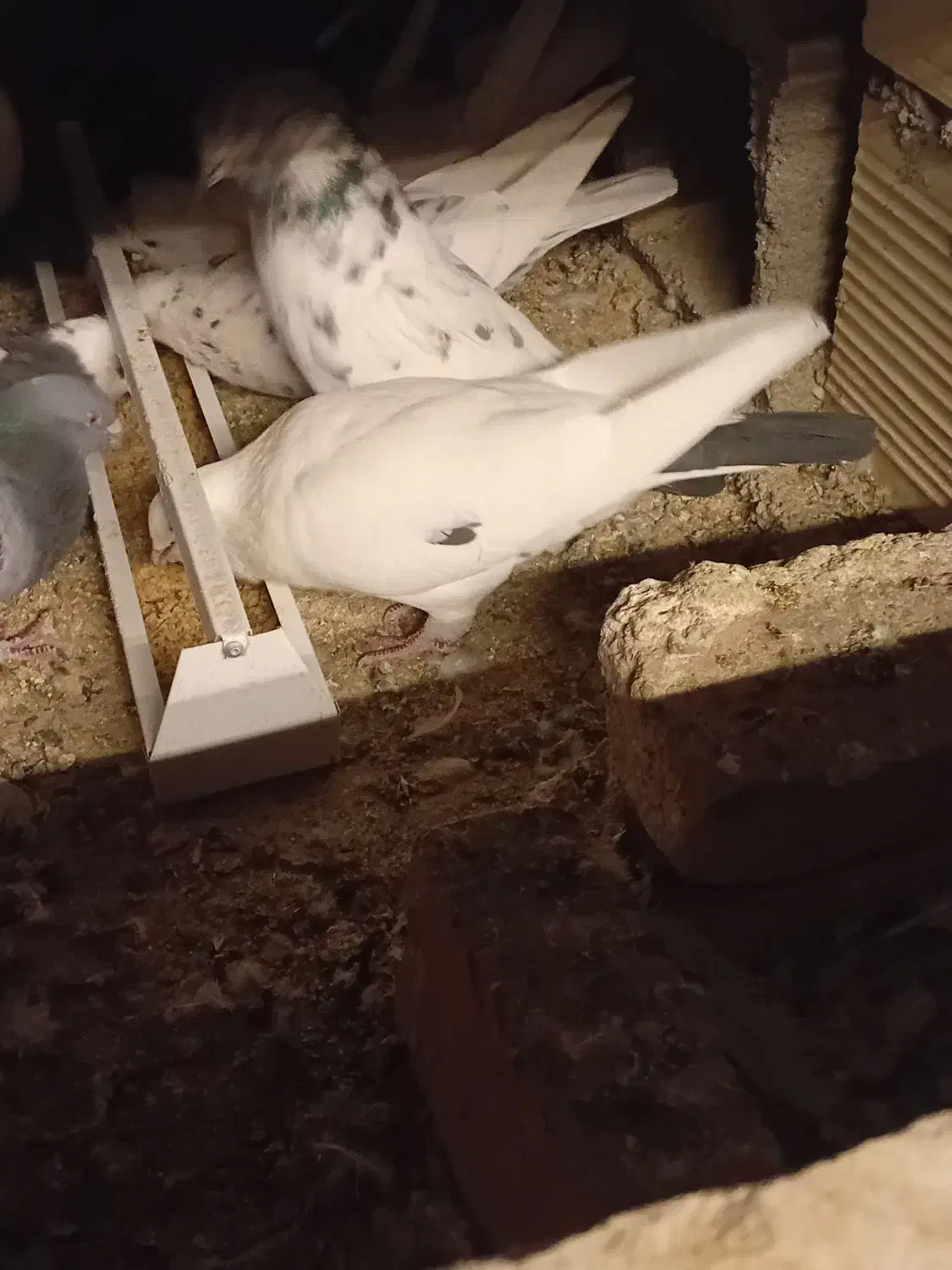 کبوتر|پرنده|شاهرود, |دیوار