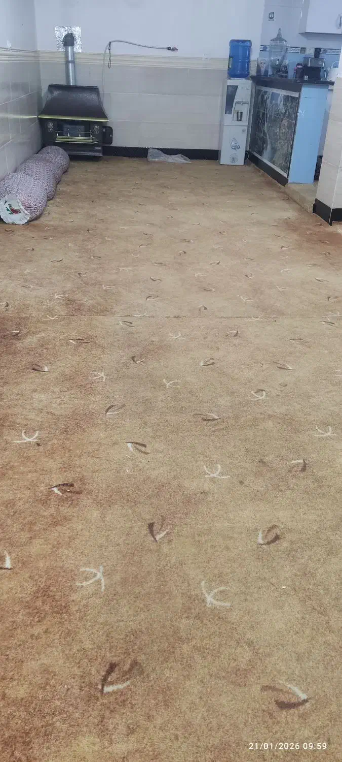 پالاز موکت طرح دار|موکت|بهبهان, |دیوار