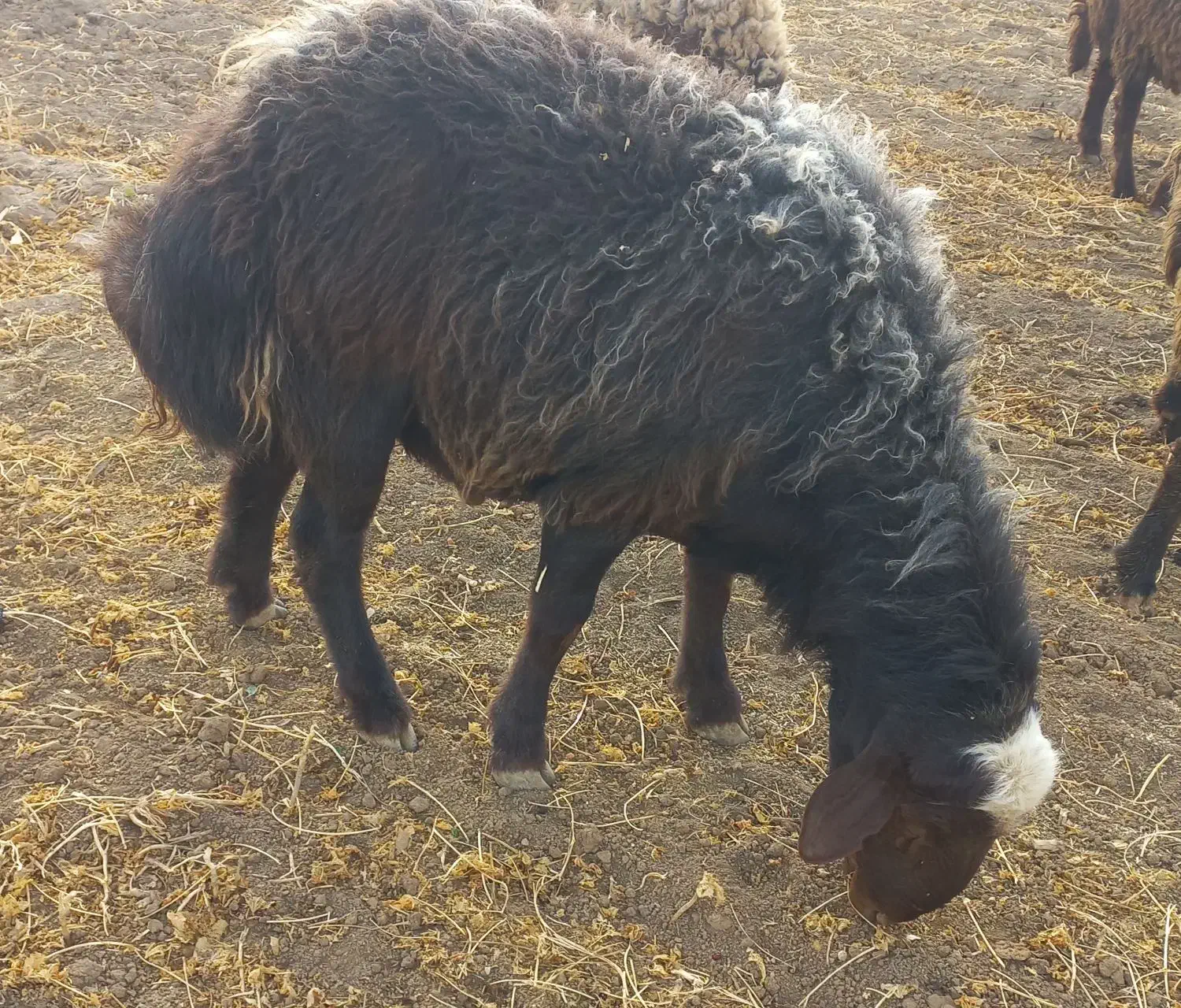 قوچ میش بره بز|حیوانات مزرعه|الیگودرز, |دیوار