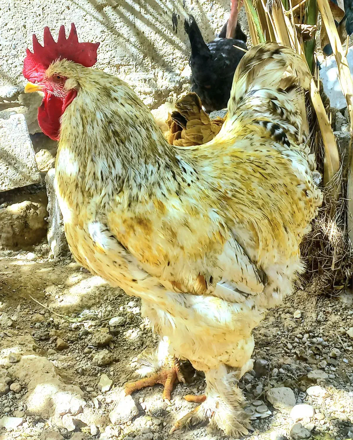 مرغ برهما|حیوانات مزرعه|سوسنگرد, |دیوار