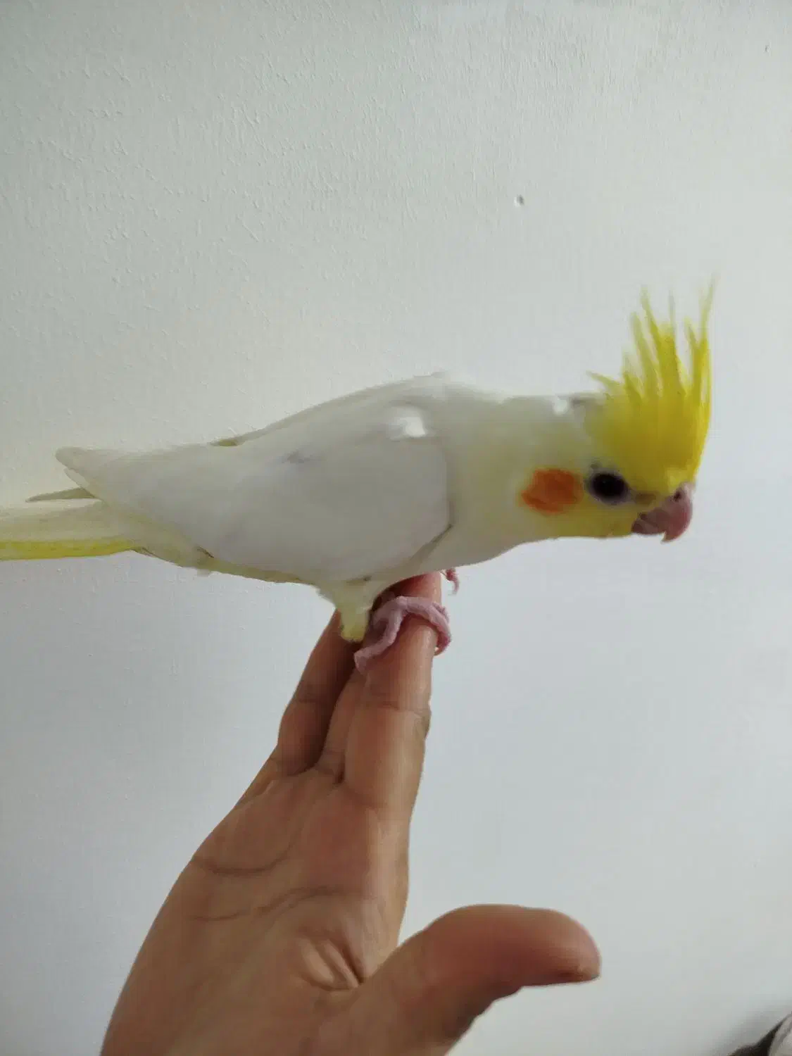 طوطی لتیونو سرلاکی|پرنده|آمل, |دیوار