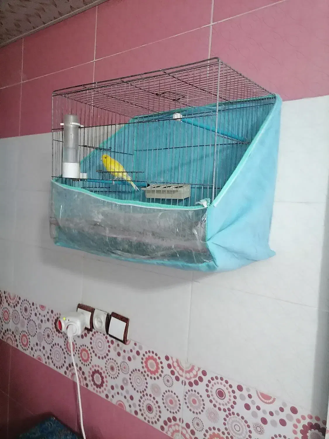 قفس طوطی یا قناری|لوازم جانبی حیوانات|برازجان, |دیوار