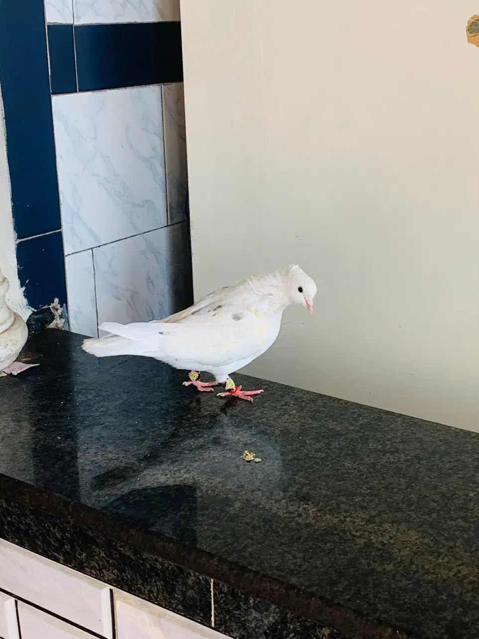 نر کمخال خال جعفری|پرنده|بروجرد, |دیوار