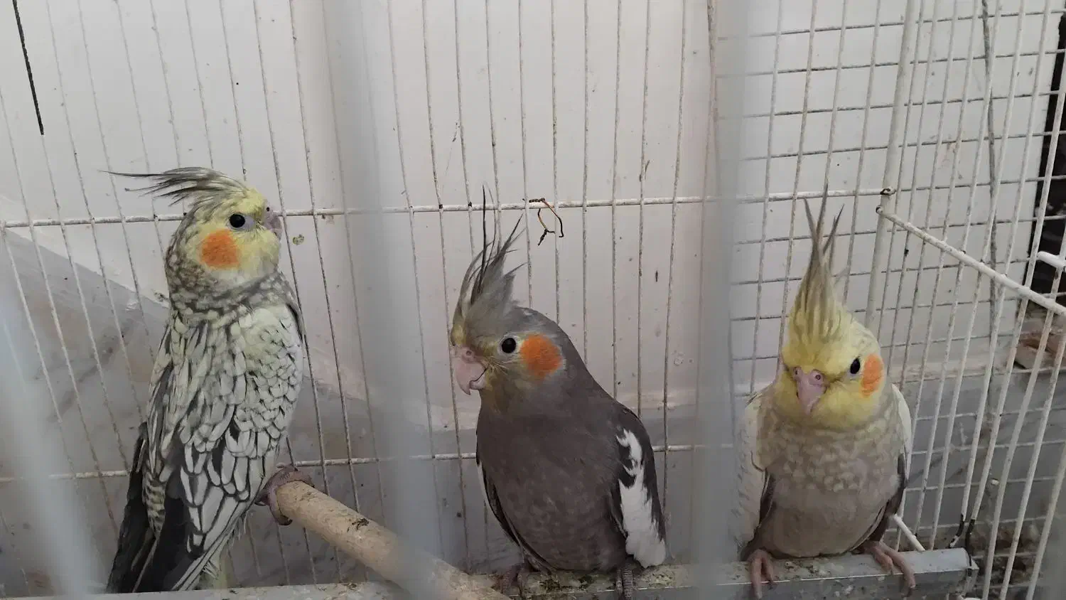 فروش عروس هلندی|پرنده|مشهد, چهارچشمه|دیوار