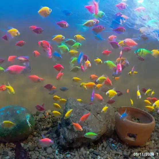 ماهی گپی مولد و کالر ویدئو|ماهی|تایباد, |دیوار