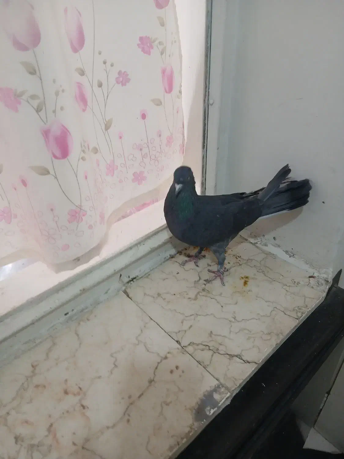 تعداد کفتر پرشی|پرنده|تهران, بهمن یار|دیوار