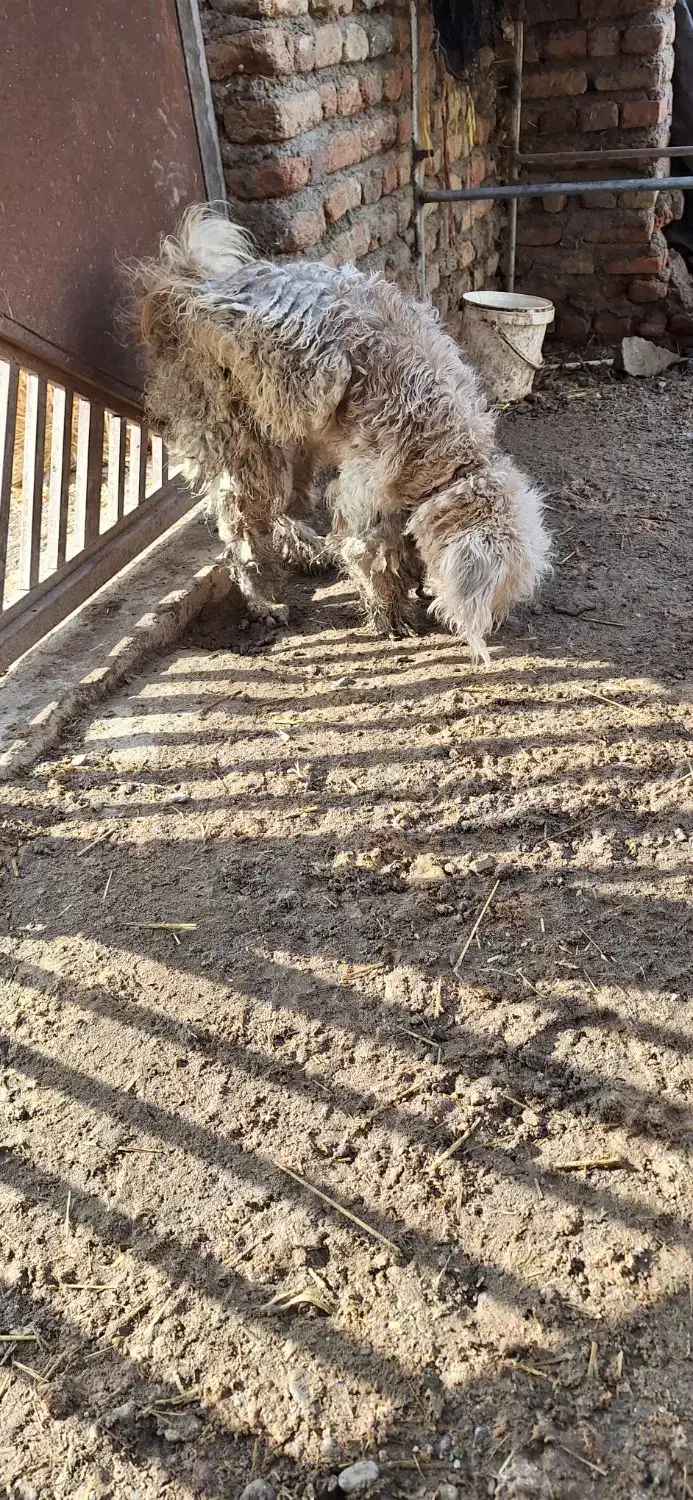 سگ پودل معاوضه باکفترومرغ وخروس|سگ|اردبیل, |دیوار