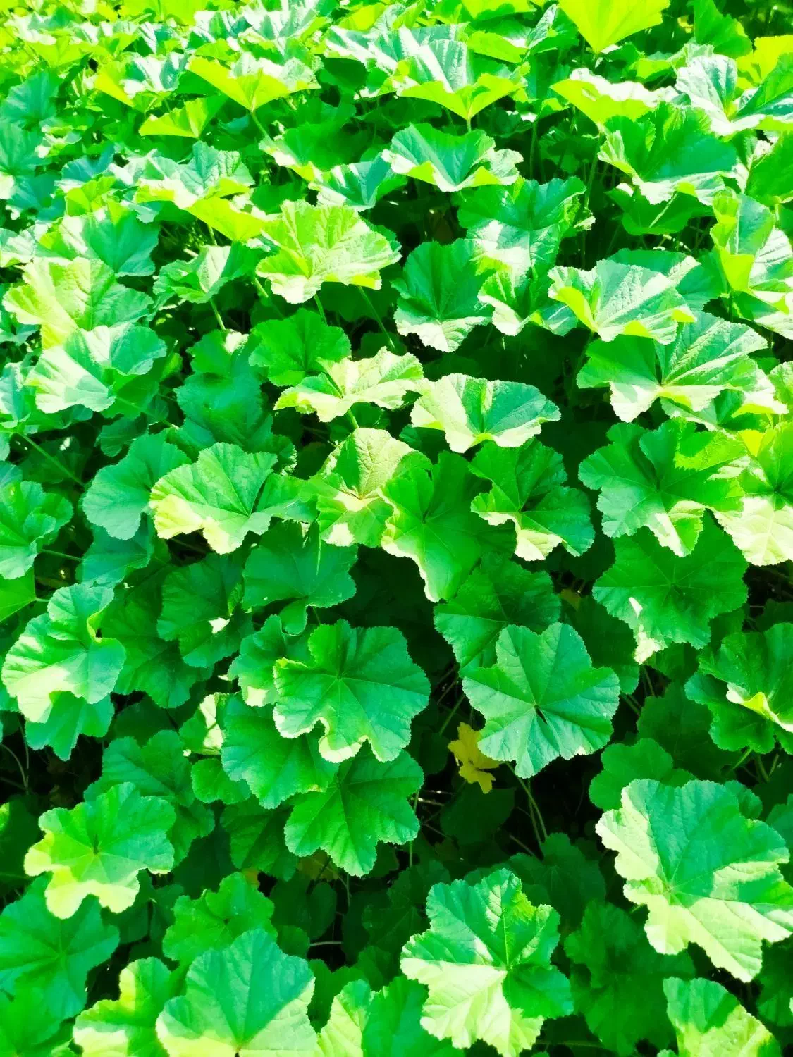 سبزی خورشتی وتوله|خوردنی و آشامیدنی|حمیدیه, |دیوار