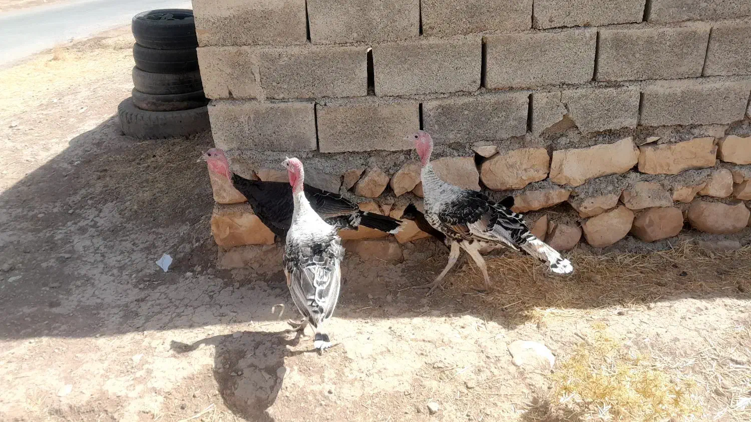 بوقلمون وخروس و اردک خارجی|حیوانات مزرعه|کوهدشت, |دیوار