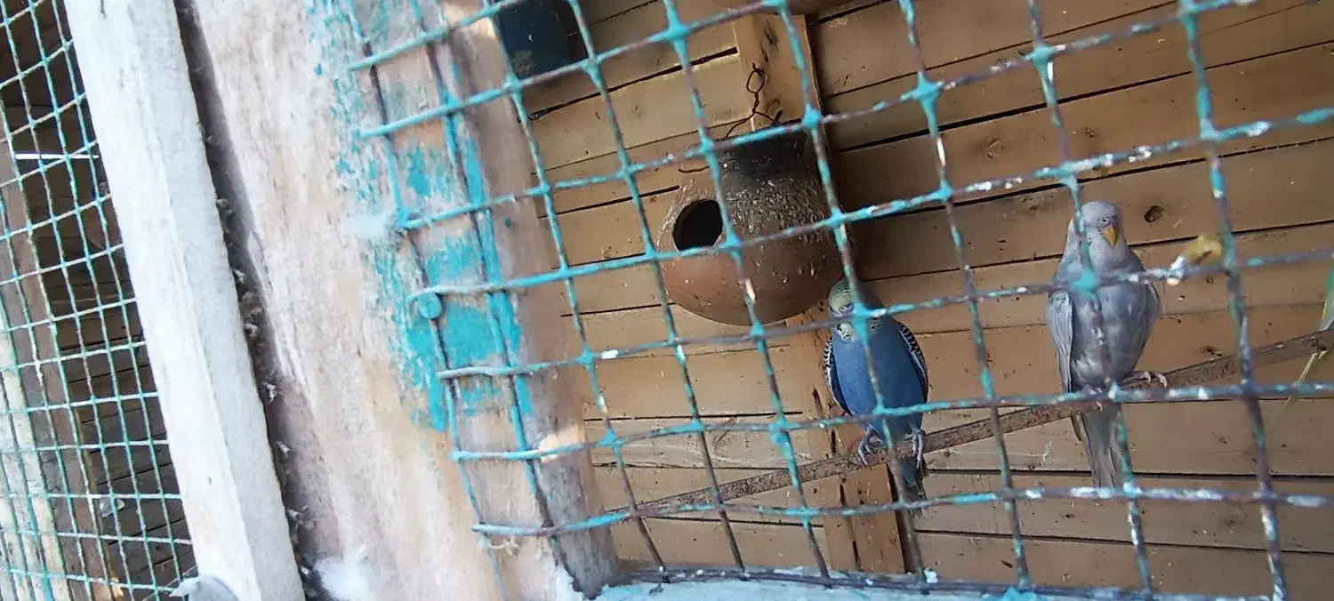 مرغ عشق خاص در رنگهای مختلف و قیمت مناسب|پرنده|پلان, |دیوار