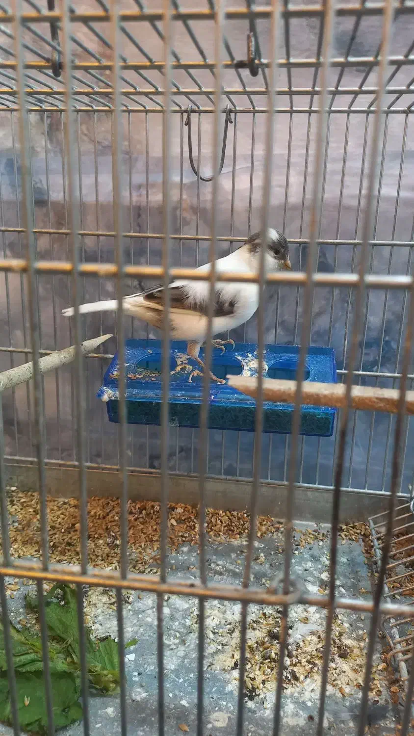 قناری نر|پرنده|وزینه, |دیوار