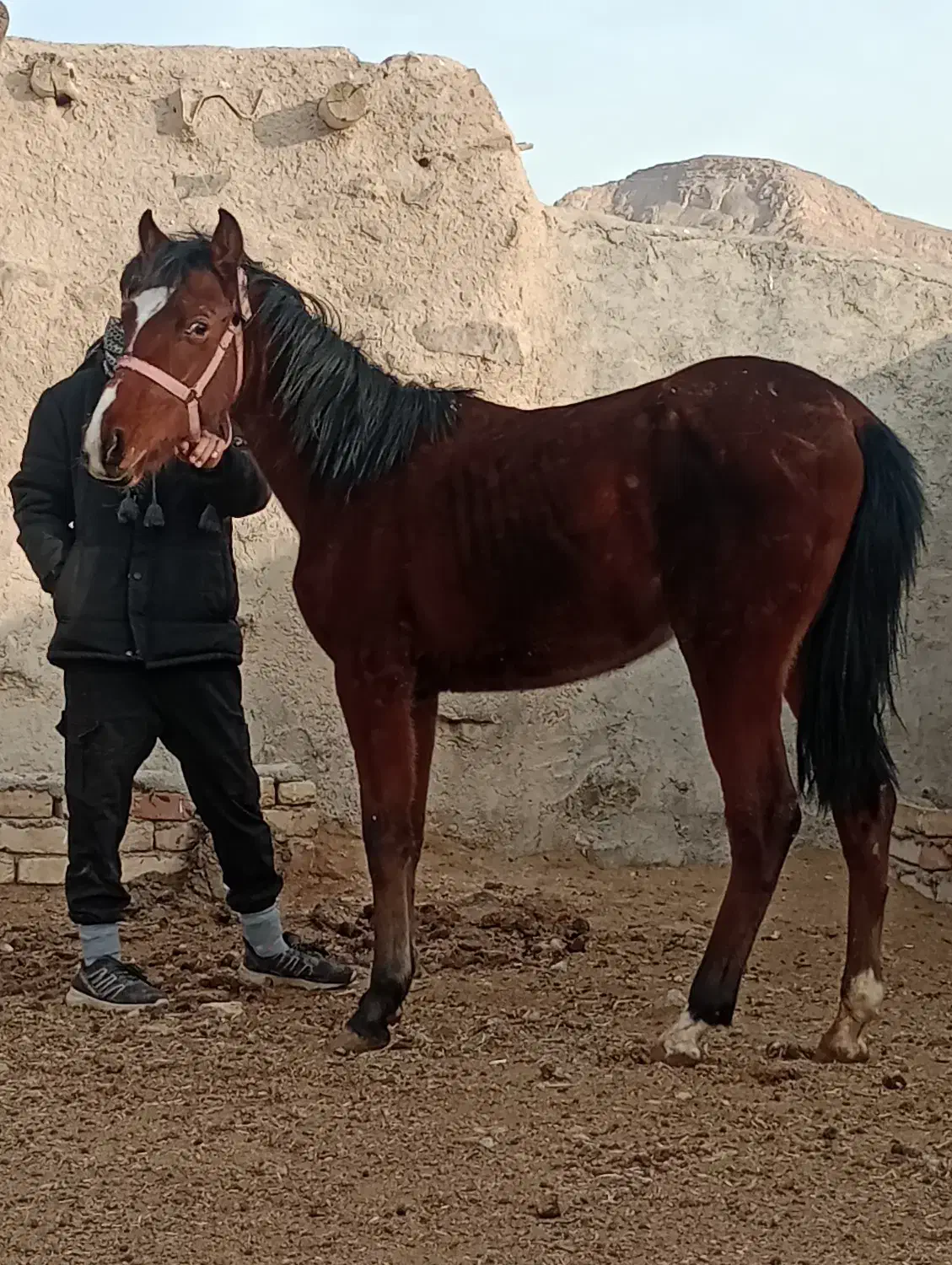 اسب|اسب و تجهیزات اسبسواری|معصومیه, |دیوار