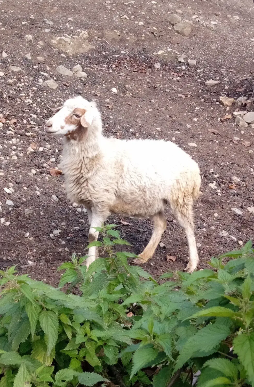 گوسفند ماده سه عدد|حیوانات مزرعه|رامسر, |دیوار