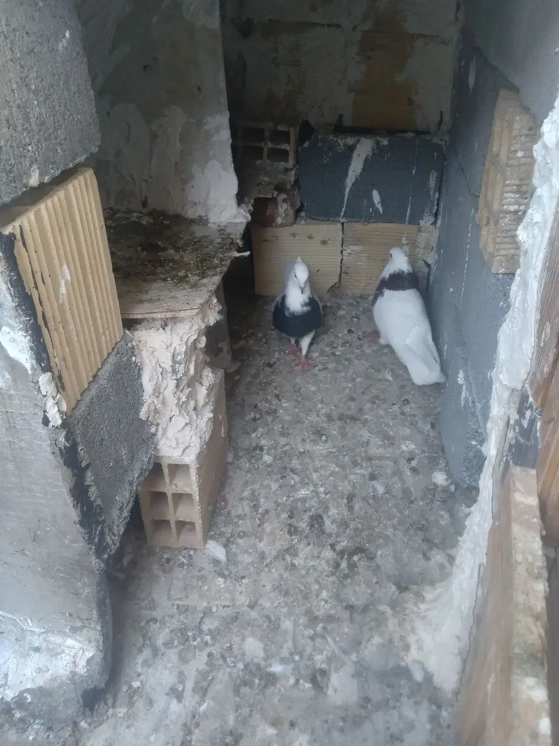 انواع کبوتر  طوقی|پرنده|کامیاران, |دیوار