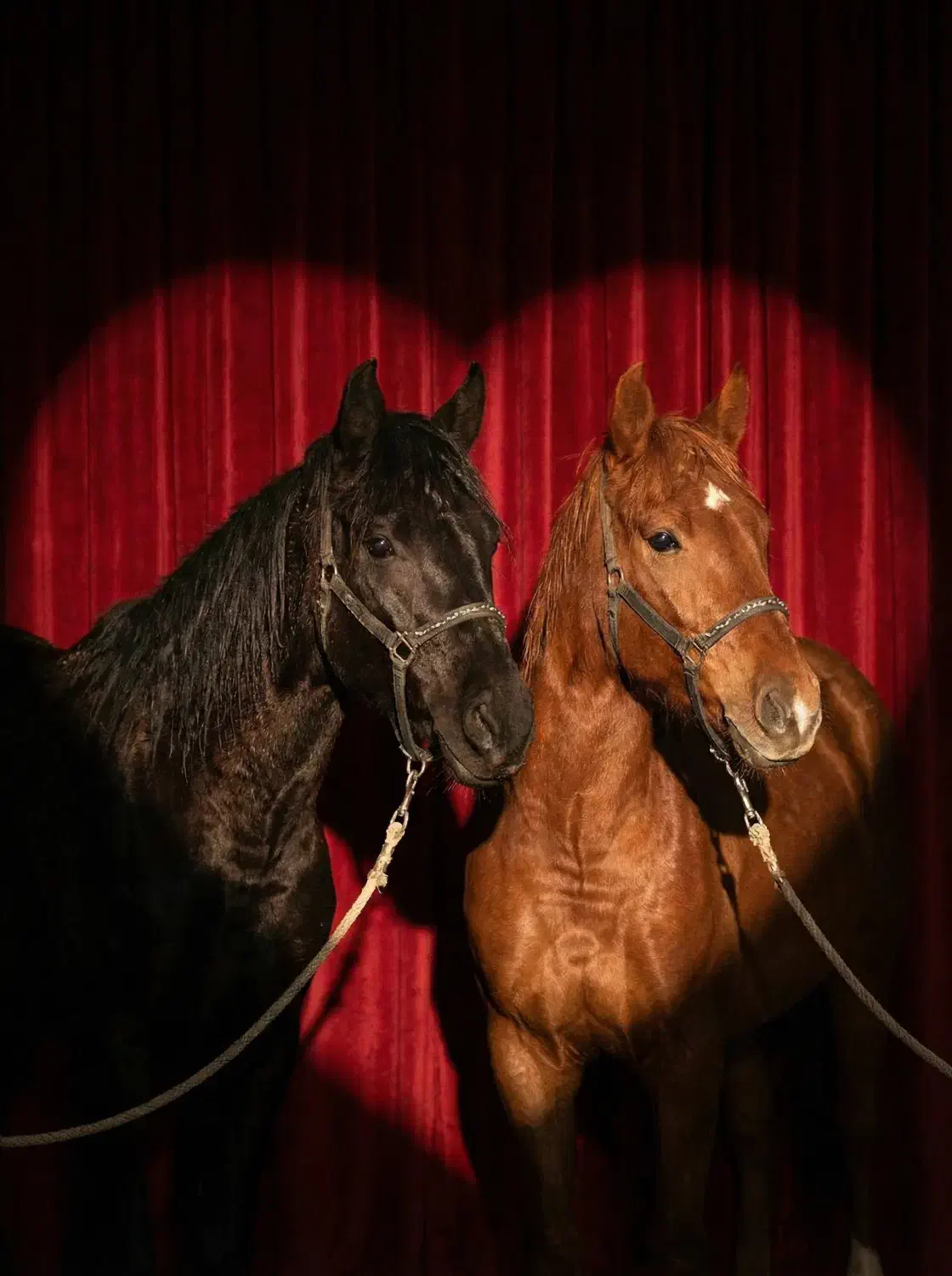 مادیون|اسب و تجهیزات اسب‌سواری|دهدشت, |دیوار