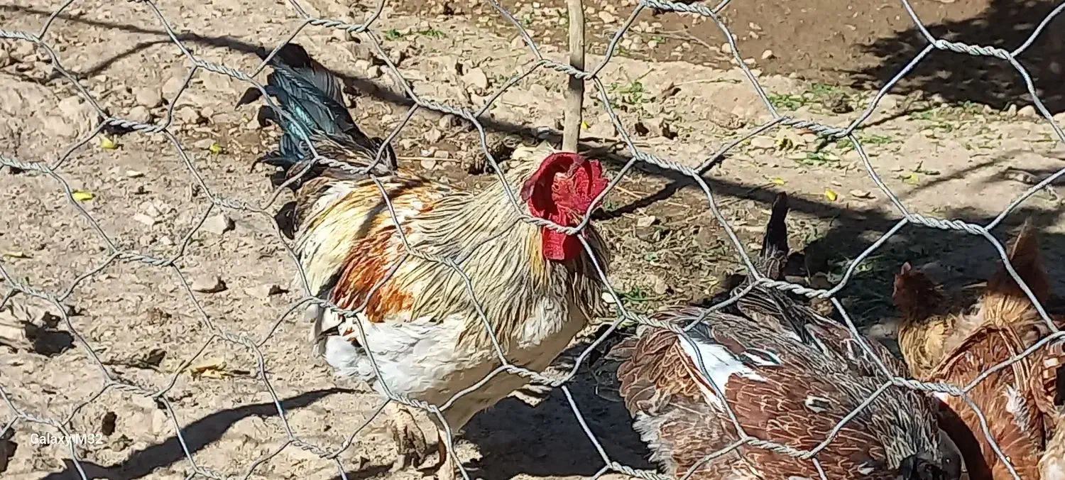 خروس|پرنده|قلعه شاهین, |دیوار