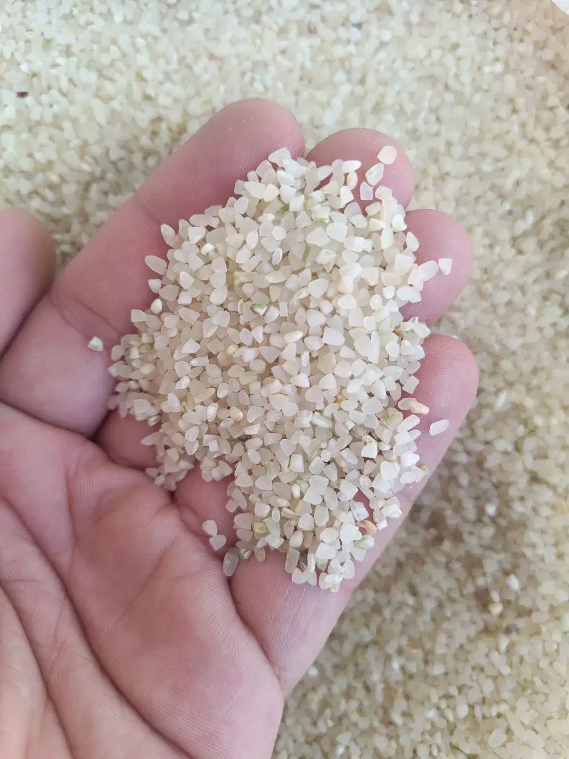 خرده برنج اصل کامفیروز ب شرط پخت|خوردنی و آشامیدنی|شیراز, شیخ علی چوپان|دیوار