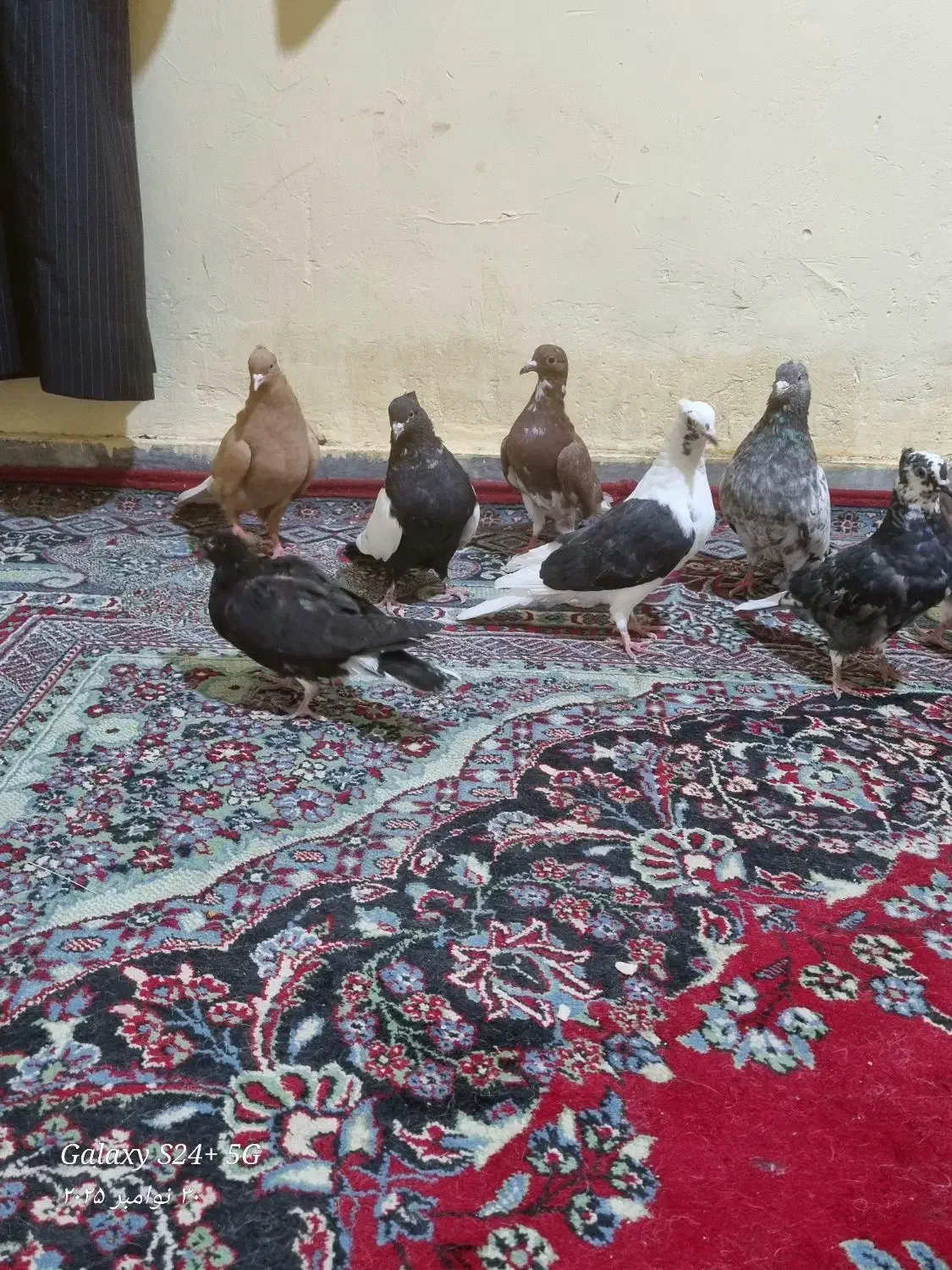 کفتر برا پرودن|پرنده|خرمشهر, |دیوار