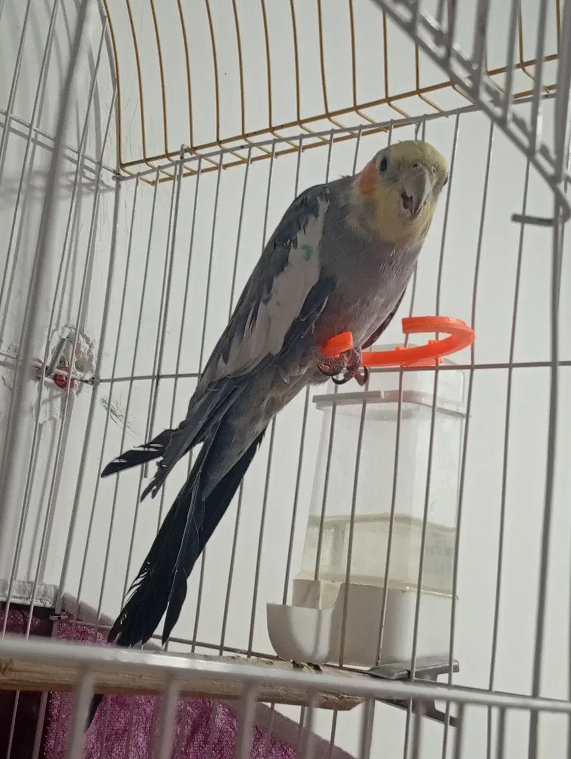 عروس هلندی|پرنده|تبریز, |دیوار