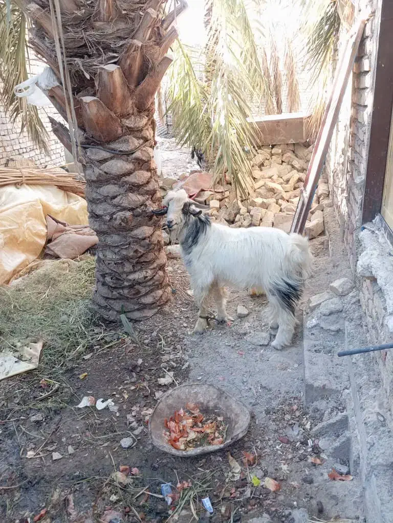 گوسفند، بز ، گتاچ، پاچن|حیوانات مزرعه|سیب و سوران, |دیوار