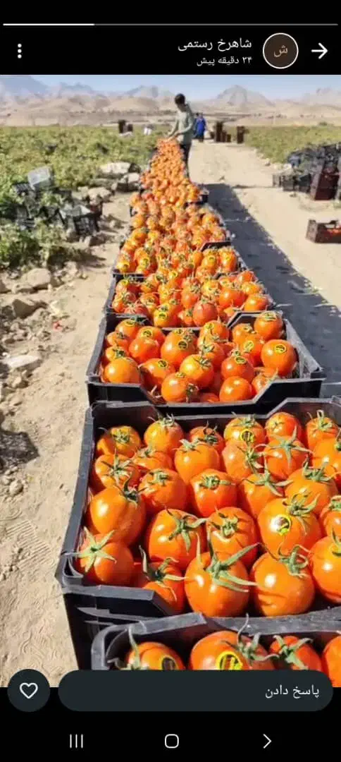 گوجه برنتا دو رنگ ۱۰۰ تن|عمده‌فروشی|ارم, |دیوار