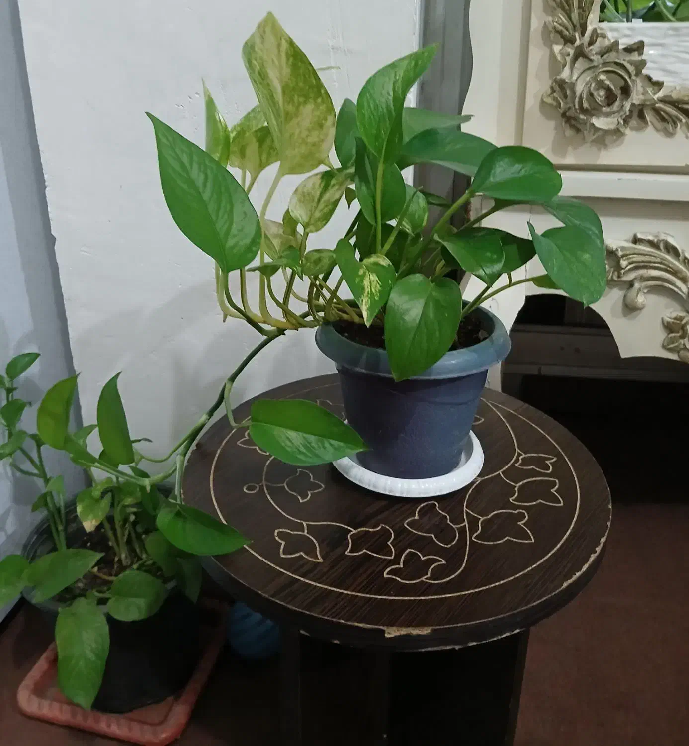 گل های پتوس|حراج|آستانه اشرفیه, |دیوار