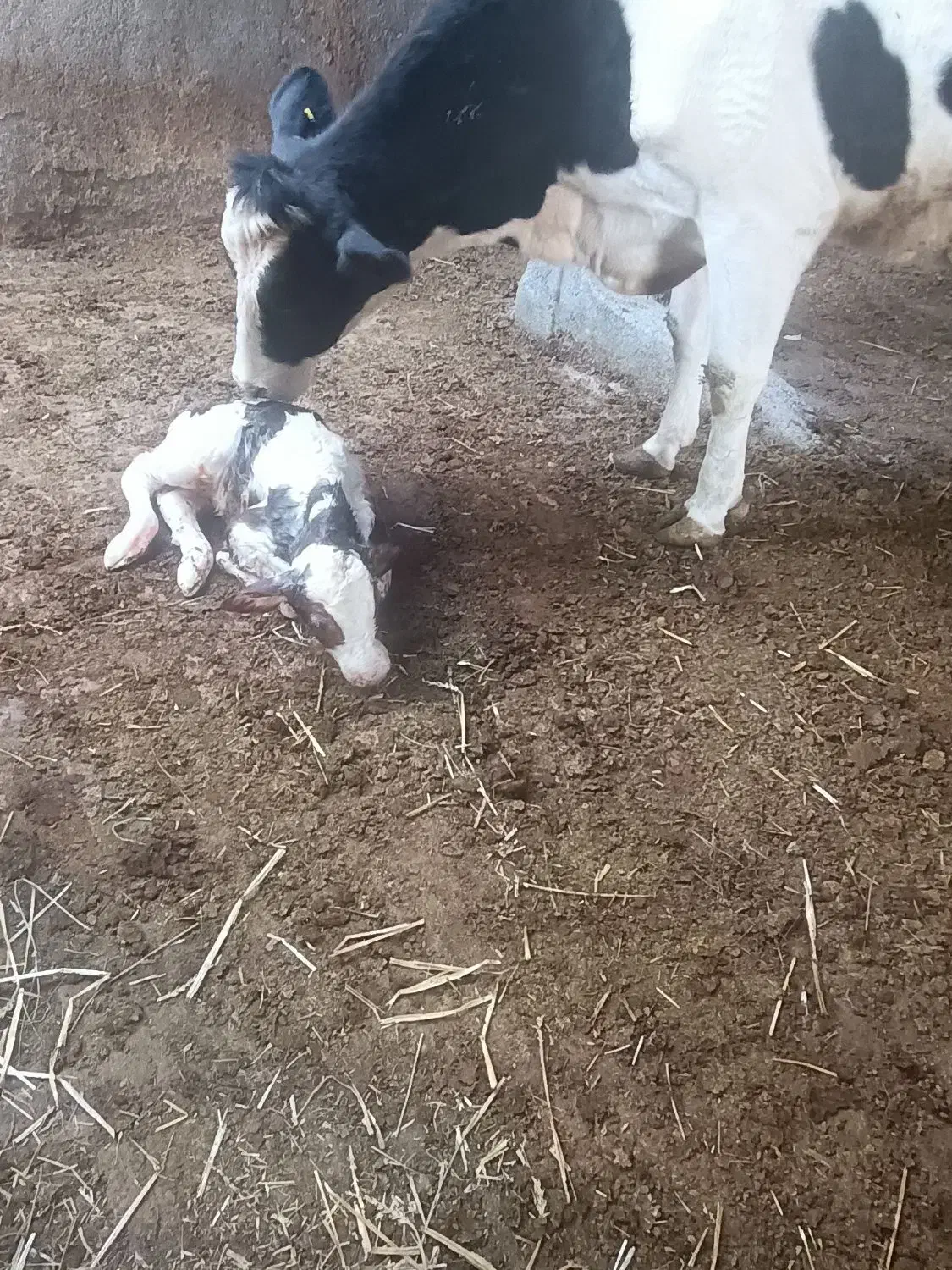 گاو شیری|حیوانات مزرعه|طاغنکوه, |دیوار