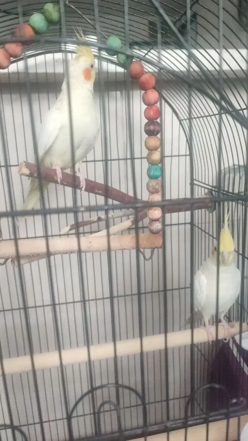 عروس هلندی|پرنده|فشاپویه, |دیوار