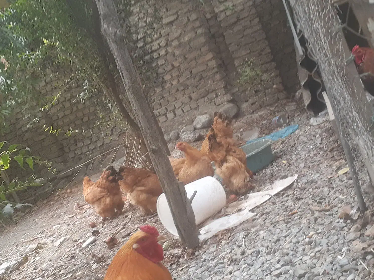 تخم مرغ برهما|حیوانات مزرعه|گرگان, |دیوار