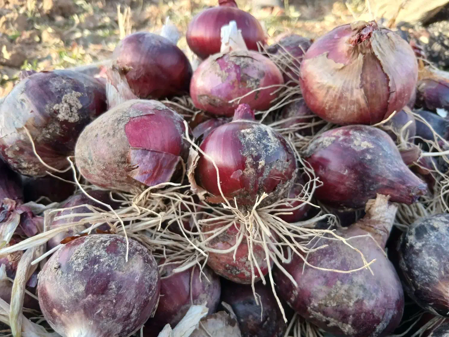 پیاز قرمز تبریز|خوردنی و آشامیدنی|دشتابی, |دیوار
