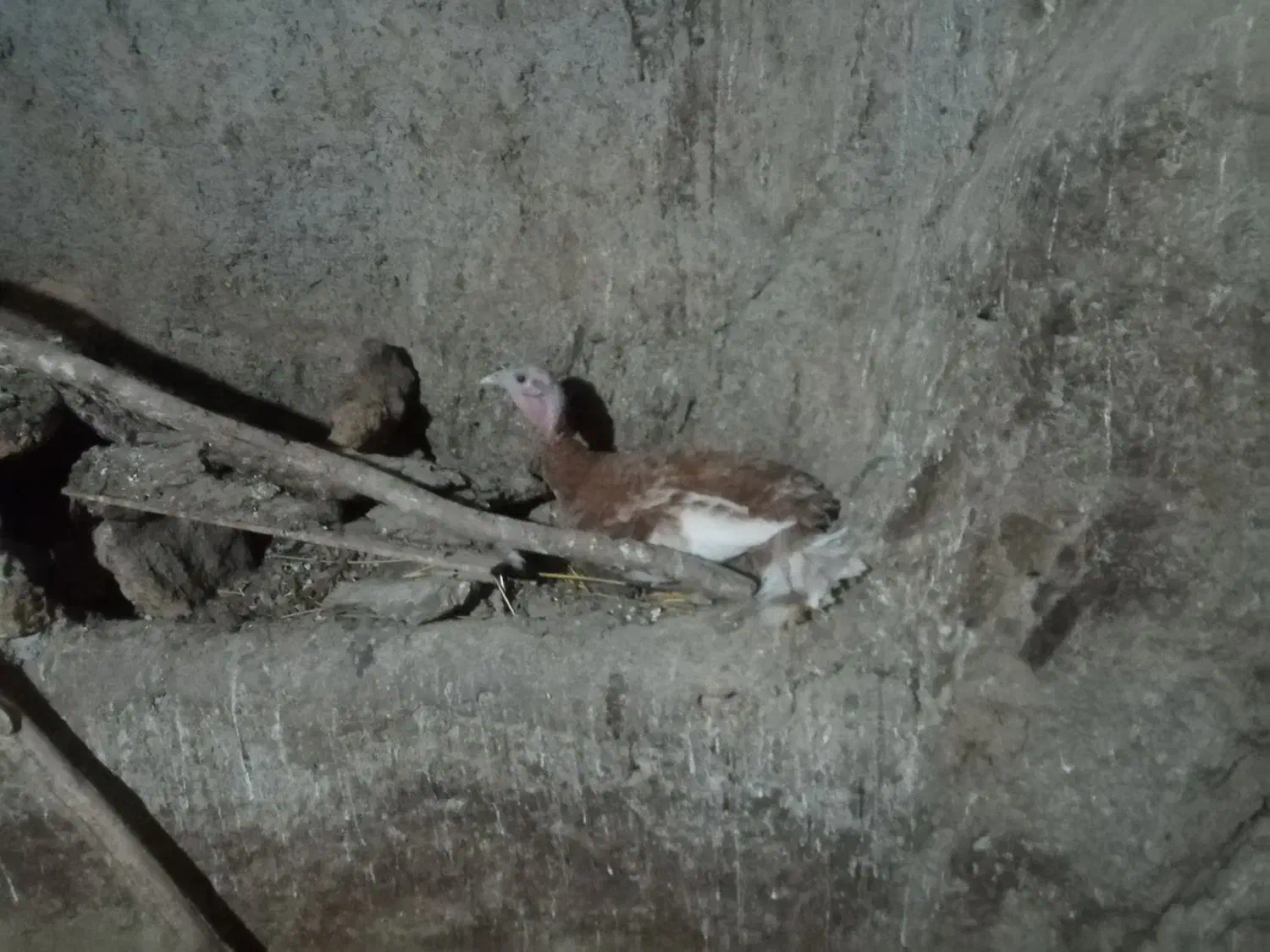 بوقلمون کرچ ومرغ لاری|حیوانات مزرعه|کلاترزان, |دیوار