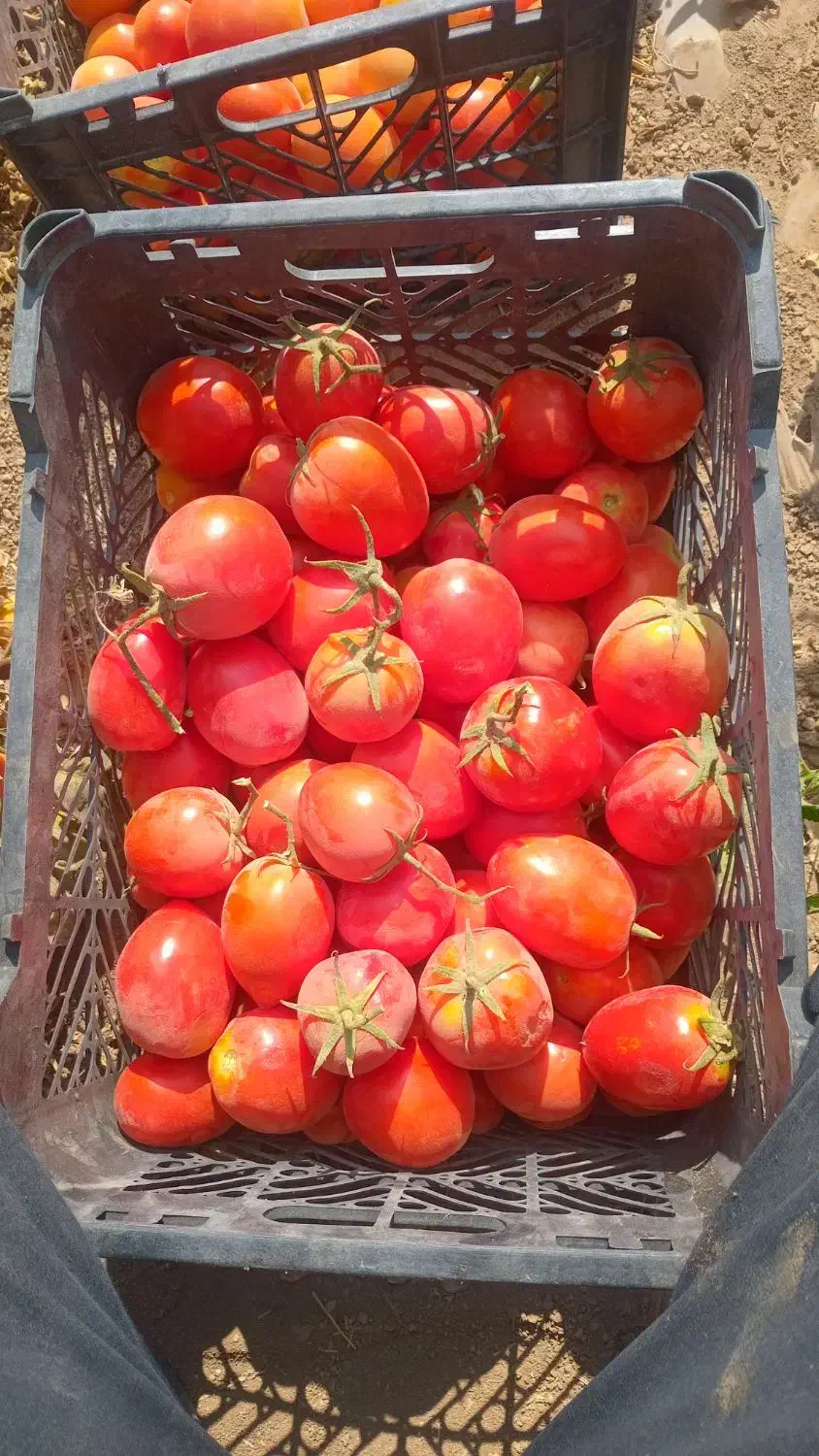 گوجه فرنگی|خوردنی و آشامیدنی|شاهنجرین, |دیوار