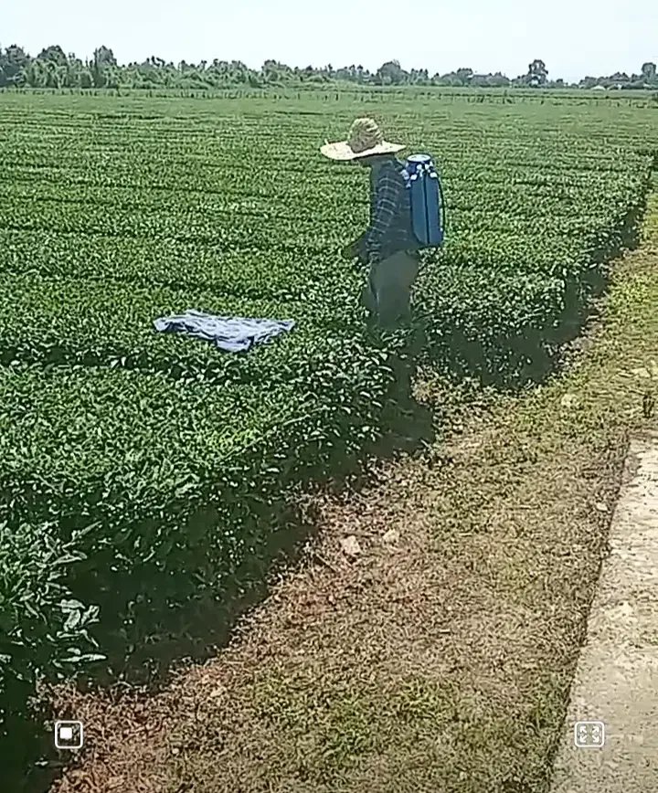 سمپاشی پذیرفته میشود|خدمات باغبانی و درختکاری|احمدسرگوراب, |دیوار