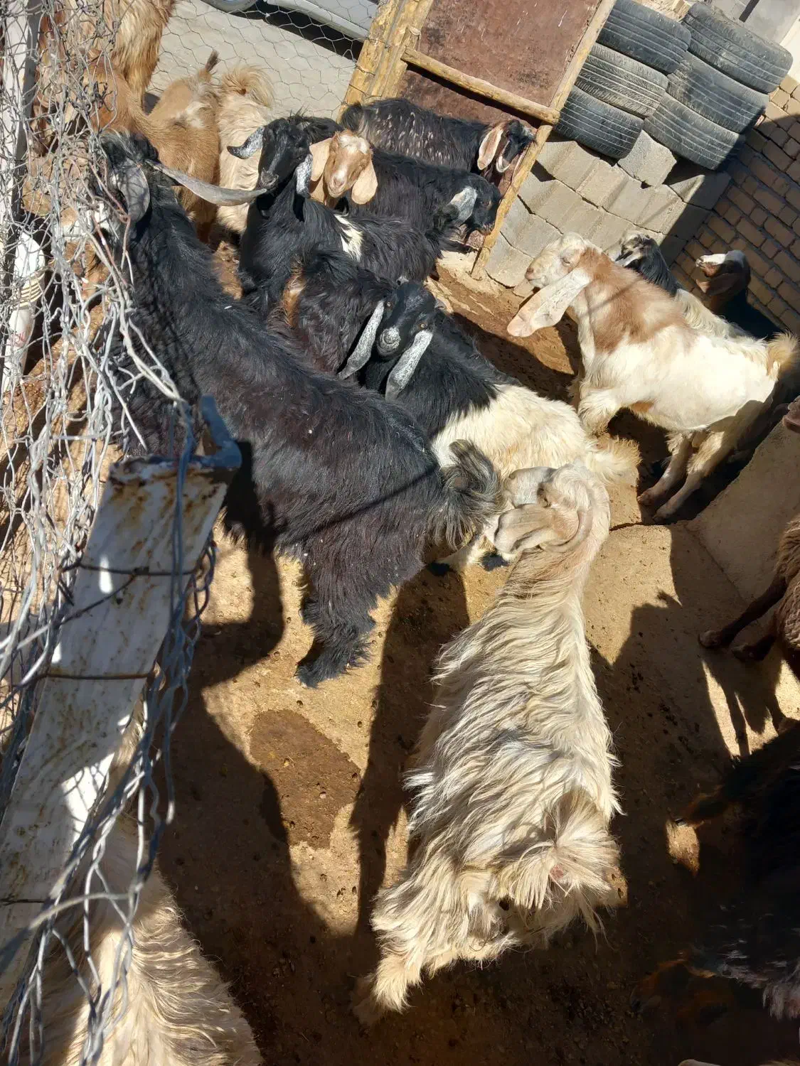 بزغاله|حیوانات مزرعه|کوزران, |دیوار